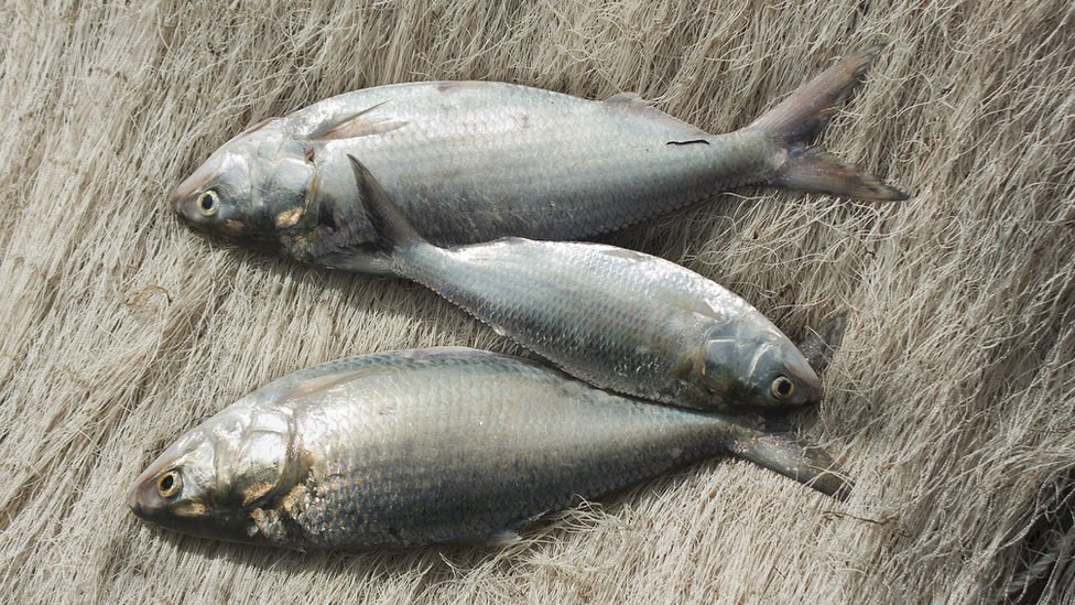 জাটকা, ইলিশ