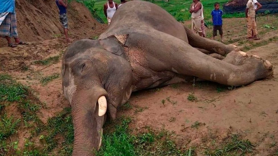 হাতি। হাতি।