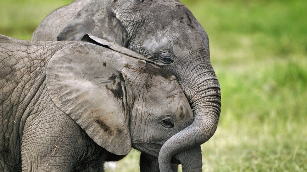 হাতি হাতি