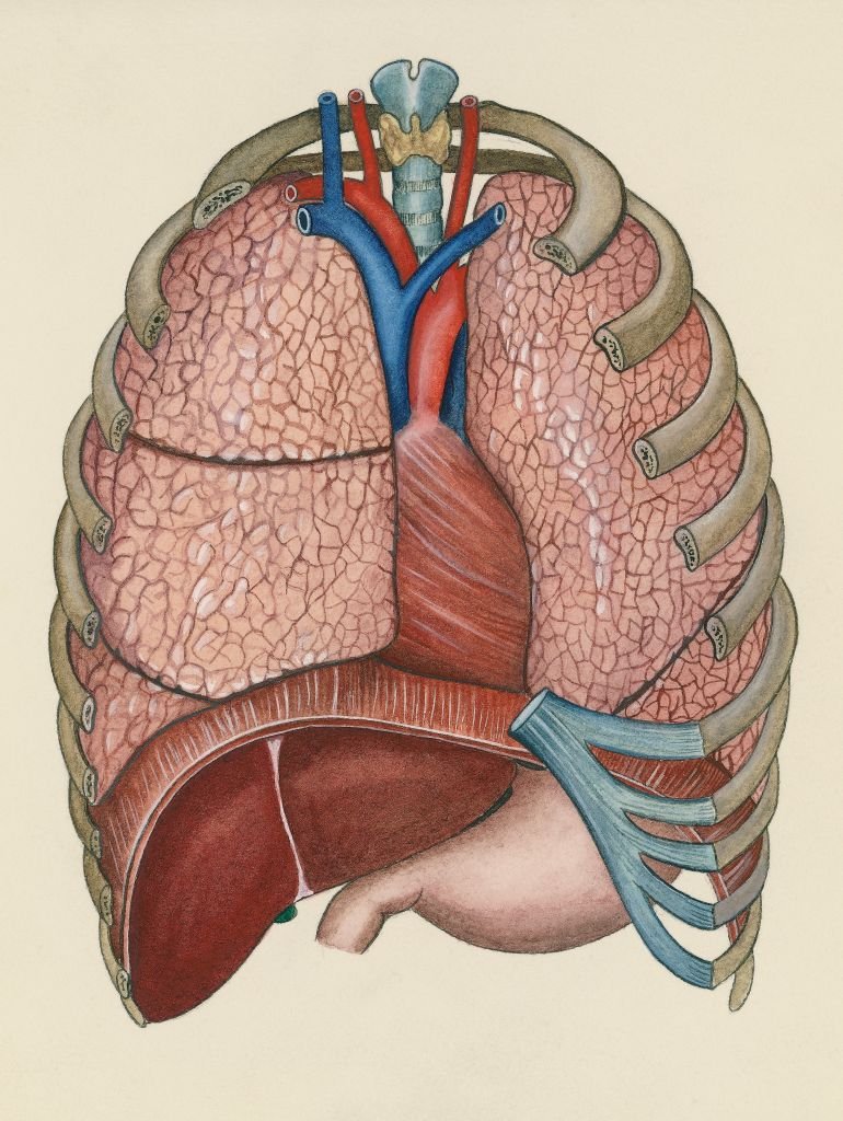 মানব শরীরের বিভিন্ন অঙ্গ