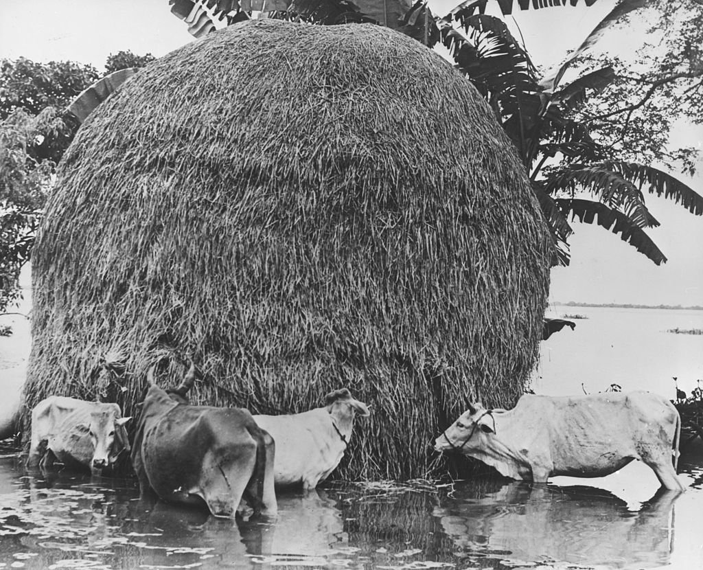 ১৯৭৪ সালের দুভিক্ষের সময় একই সঙ্গে দেশের বিস্তীর্ন এলাকা ছিল বন্যা কবলিত। ১৯৭৪ সালের দুভিক্ষের সময় একই সঙ্গে দেশের বিস্তীর্ন এলাকা ছিল বন্যা কবলিত।