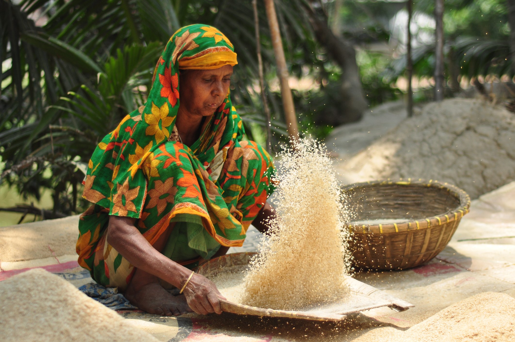 বাংলাদেশে স্বাধীনতার পর হতে খাদ্য উৎপাদন বেড়েছে তিনগুন