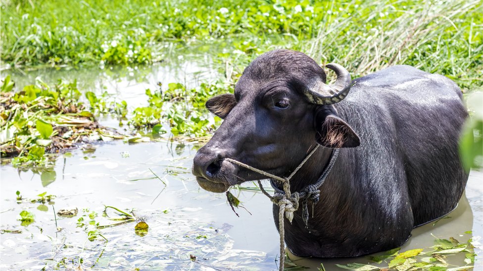 মহিষ।