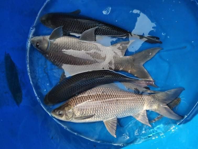 আইপিআরএস পদ্ধতিতে উৎপাদিত মাছ