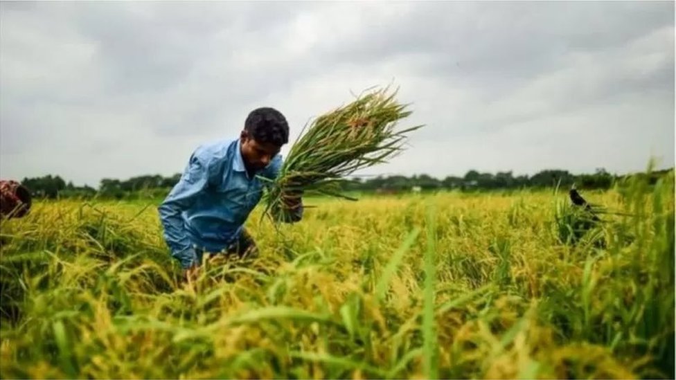 কৃষি জমি কৃষি জমি