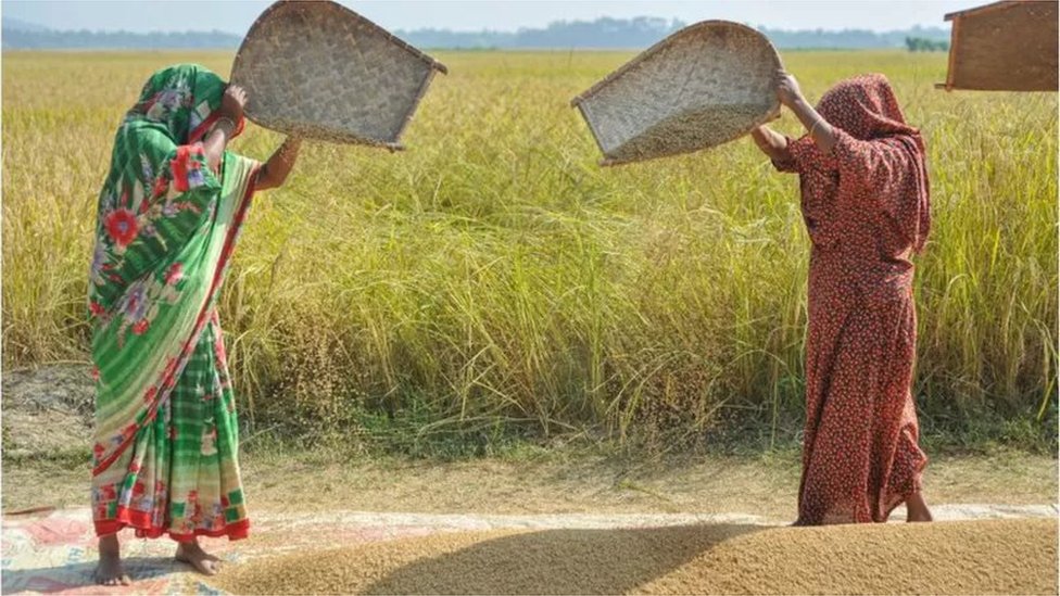 ধান ওড়াচ্ছেন নারীরা ধান ওড়াচ্ছেন নারীরা