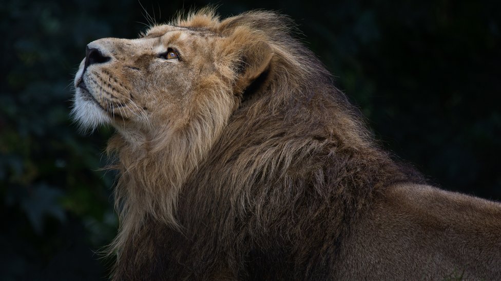 সিংহ সিংহ