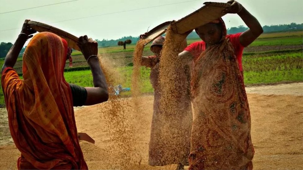নারীরা ধান ভানছেন নারীরা ধান ভানছেন