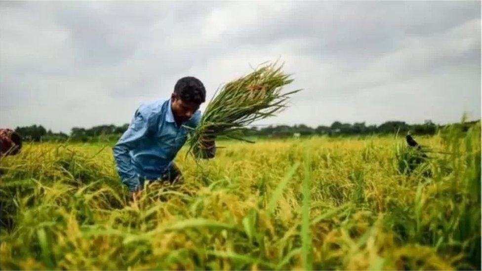 ধান ক্ষেতে কৃষক ধান ক্ষেতে কৃষক