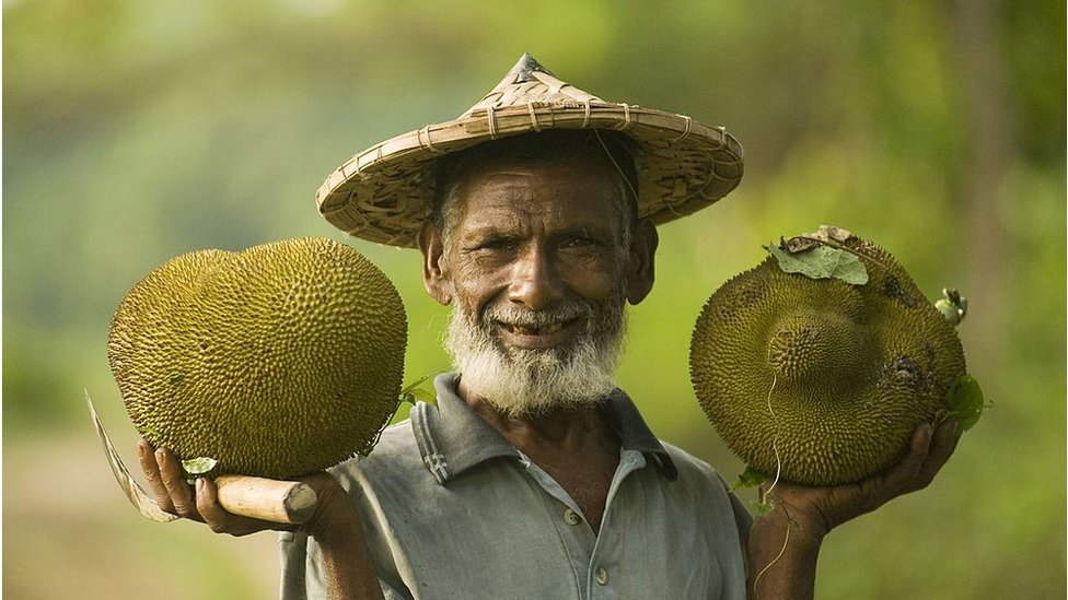 বাংলাদেশের জাতীয় ফল কাঁঠাল। বাংলাদেশের জাতীয় ফল কাঁঠাল।