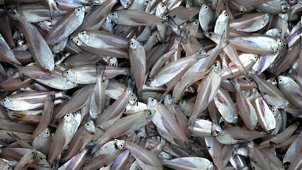 বাংলাদেশের মাছ