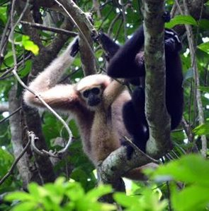উল্লুক