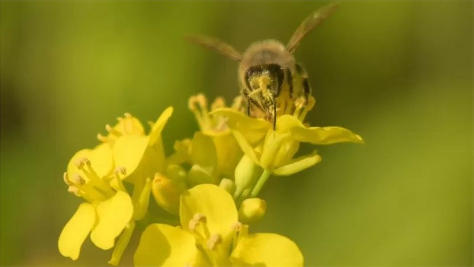 সরিষার ফুল সরিষার ফুল