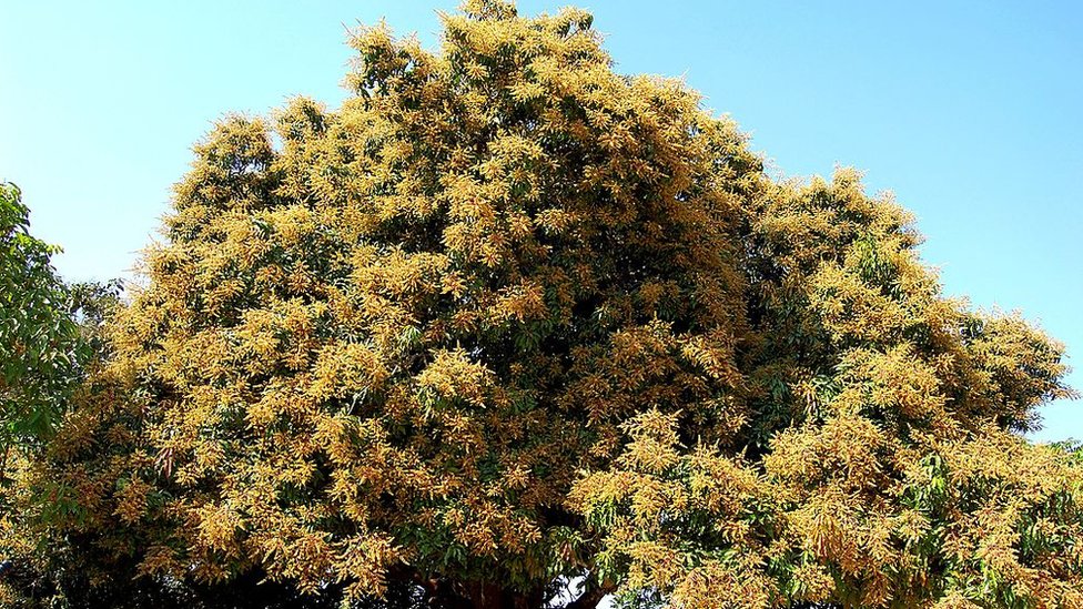 মুকুল
