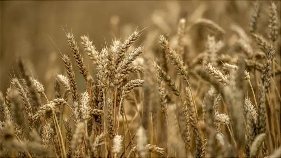 ভারত গম রপ্তানি বন্ধ করায় বাংলাদেশে উদ্বেগ