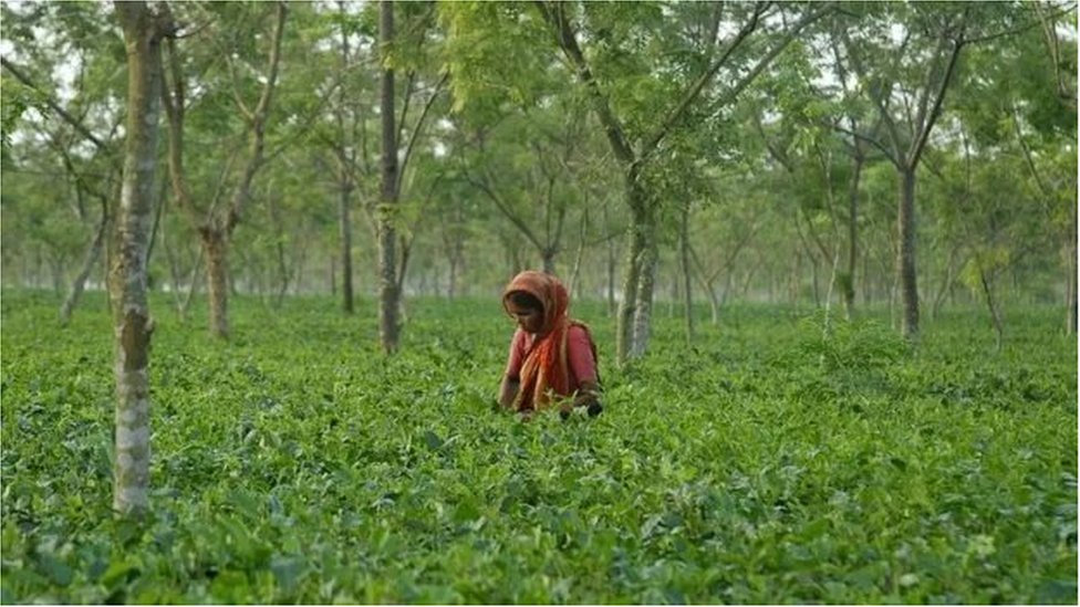 পঞ্চগড়ের চা বাগান। পঞ্চগড়ের চা বাগান।