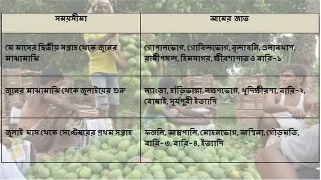 মূলত মে থেকে সেপ্টেম্বর মোট ৫ মাস আমের মৌসুম থাকে। মূলত মে থেকে সেপ্টেম্বর মোট ৫ মাস আমের মৌসুম থাকে।