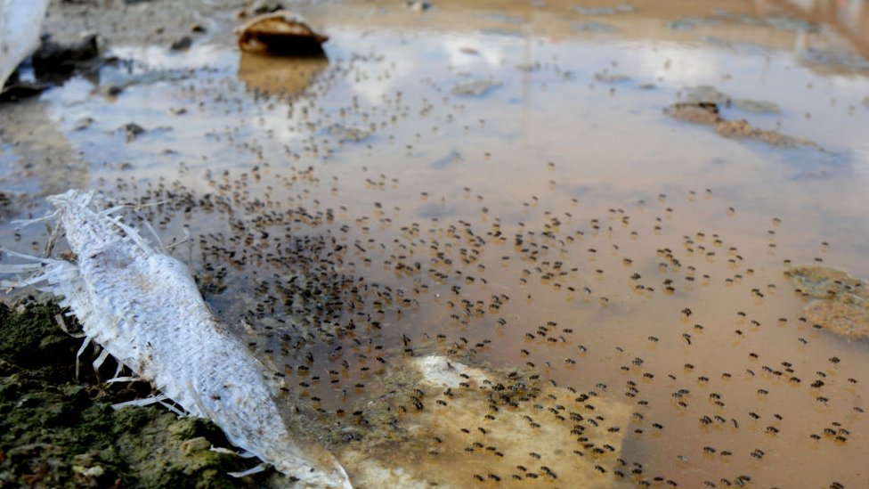 একটি ডোবা মশার প্রজনন ক্ষেত্রে পরিণত হয়েছে। একটি ডোবা মশার প্রজনন ক্ষেত্রে পরিণত হয়েছে।
