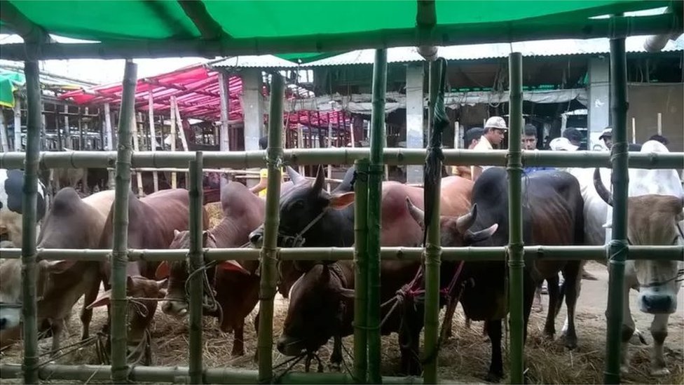 ঢাকায় গরুর একটি হাট (ফাইল ছবি) ঢাকায় গরুর একটি হাট (ফাইল ছবি)