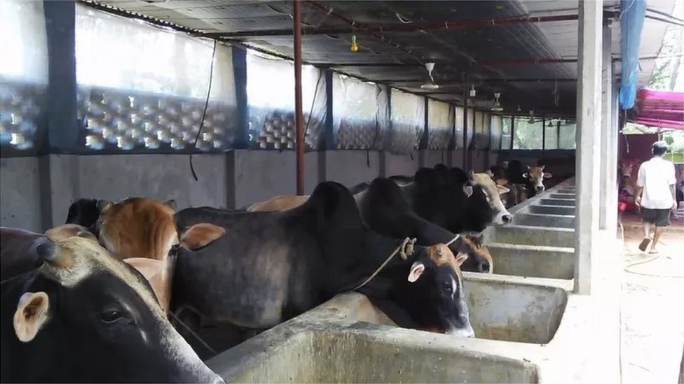 দেশে এখন ছোট বড় ১৭ লাখ গরুর খামার রয়েছে বলে খামারিদের সমিতি বলছে। দেশে এখন ছোট বড় ১৭ লাখ গরুর খামার রয়েছে বলে খামারিদের সমিতি বলছে।