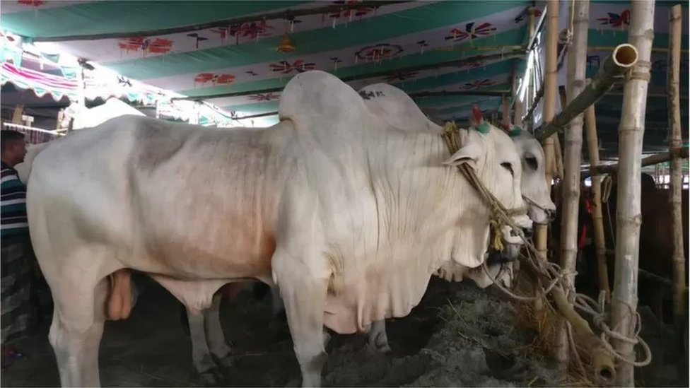 কোরবানির ঈদ ছাড়া বছরের অন্য সময়ের জন্য গরু পালনে আগ্রহ কম দেশের কৃষক ও খামারিদের। কোরবানির ঈদ ছাড়া বছরের অন্য সময়ের জন্য গরু পালনে আগ্রহ কম দেশের কৃষক ও খামারিদের।