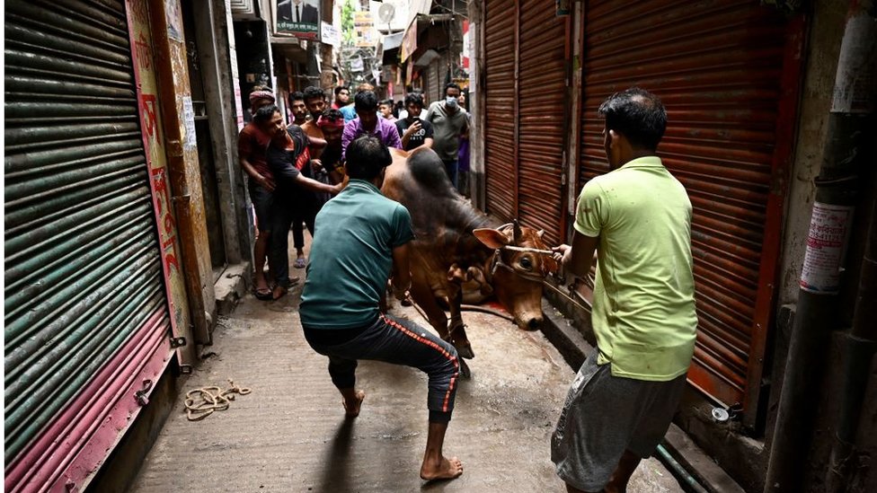 পশু কুরবানি।