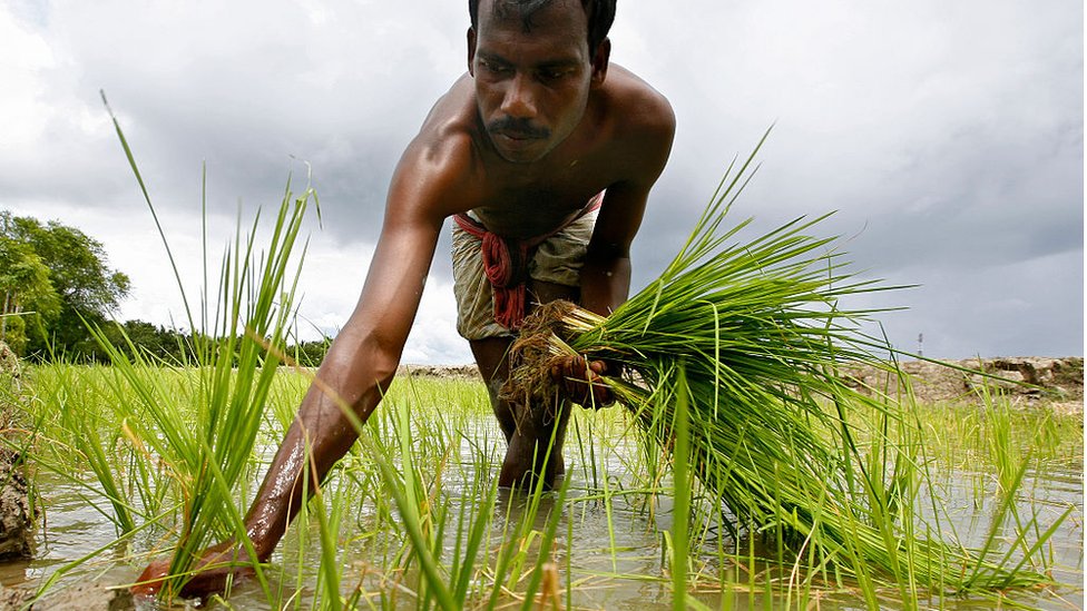 খরার কারণে ব্যাহত হচ্ছে রোপা আমন ধান রোপন।