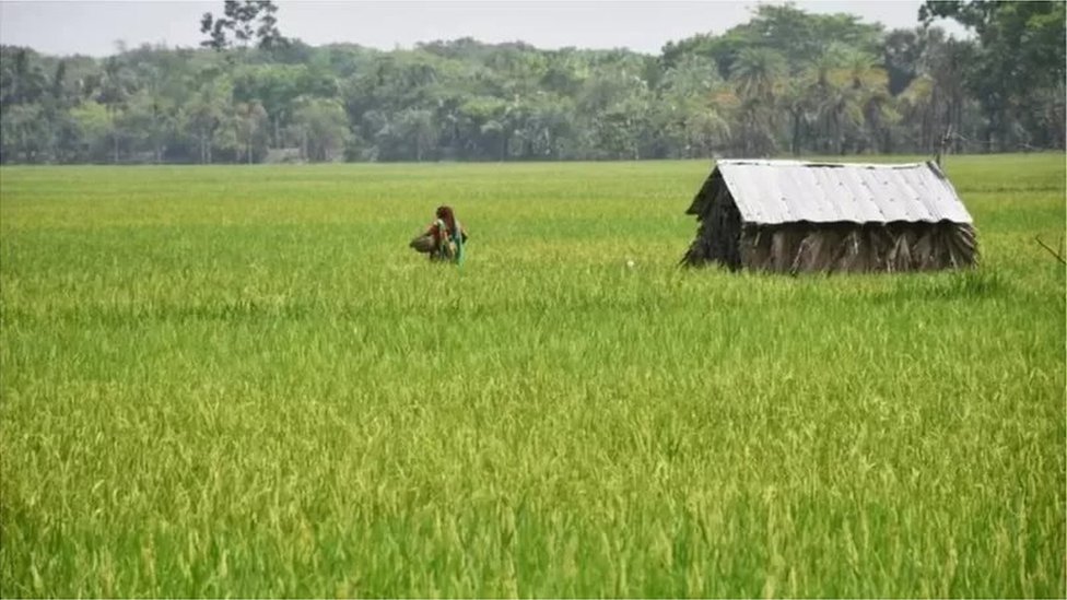 বাংলাদেশের প্রধান ফসল ধান বাংলাদেশের প্রধান ফসল ধান