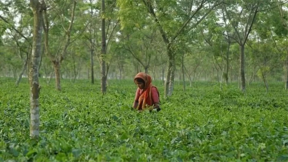 চা শ্রমিক চা শ্রমিক