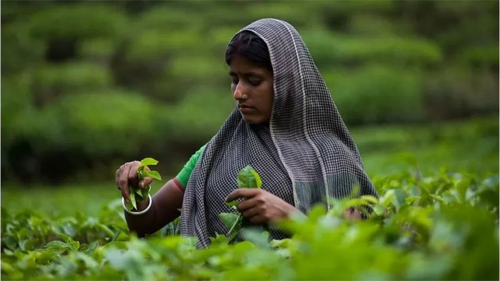 বাংলাদেশে চায়ের উৎপাদন ক্রমশ বাড়ছে। বাংলাদেশে চায়ের উৎপাদন ক্রমশ বাড়ছে।