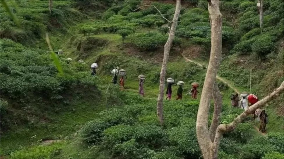 বাংলাদেশ চা বোর্ডের তথ্য অনুযায়ী, দেশে ১৬৭টি নিবন্ধিত চা বাগান রয়েছে। বাংলাদেশ চা বোর্ডের তথ্য অনুযায়ী, দেশে ১৬৭টি নিবন্ধিত চা বাগান রয়েছে।