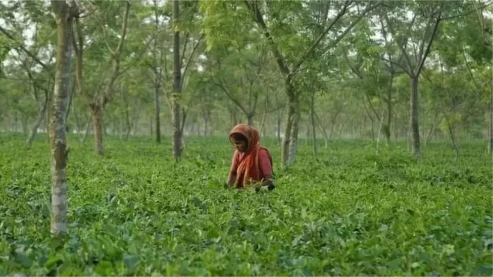 ২০২৫ সাল নাগাদ চায়ের উৎপাদন লক্ষ্যমাত্রা নির্ধারণ করা হয়েছে ১৪ কোটি কেজি। ২০২৫ সাল নাগাদ চায়ের উৎপাদন লক্ষ্যমাত্রা নির্ধারণ করা হয়েছে ১৪ কোটি কেজি।