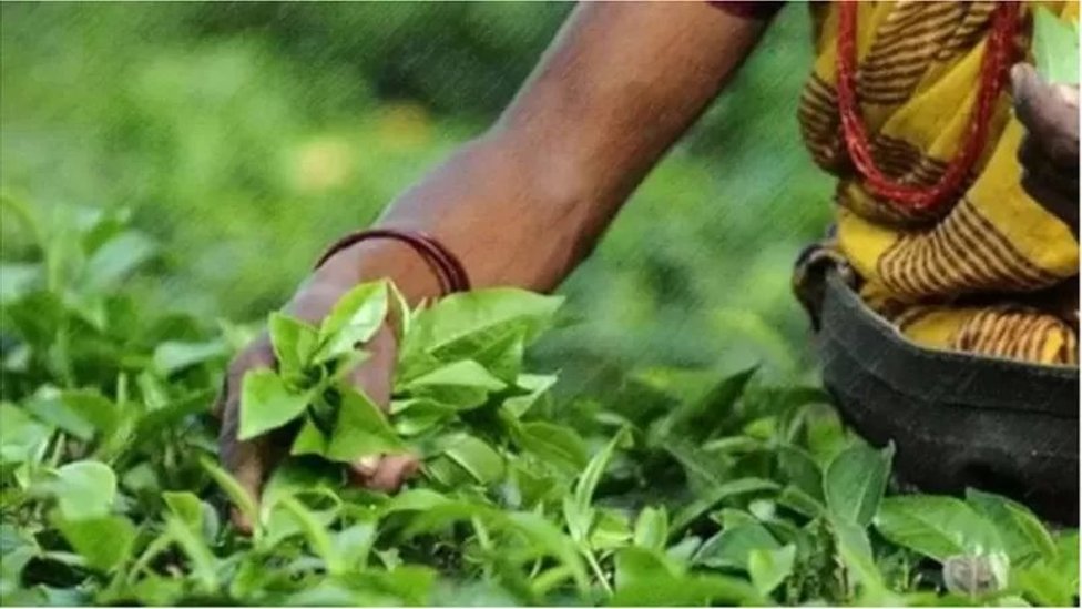 ১৮৫৪ সালে সিলেটের মালনিছড়ায় প্রথম বাণিজ্যিক চা বাগান প্রতিষ্ঠা করা হয়। ১৮৫৪ সালে সিলেটের মালনিছড়ায় প্রথম বাণিজ্যিক চা বাগান প্রতিষ্ঠা করা হয়।