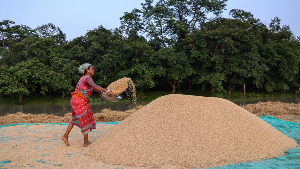 চাল রপ্তানিতে হঠাৎ করে বিধি নিষেধ আরোপ ভারতের চাল রপ্তানিতে হঠাৎ করে বিধি নিষেধ আরোপ ভারতের