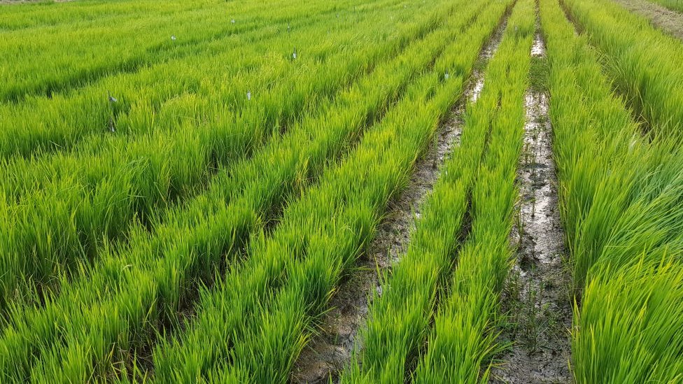 মাসখানেকের মধ্যেই নতুন ফসল উঠতে শুরু করবে মাসখানেকের মধ্যেই নতুন ফসল উঠতে শুরু করবে