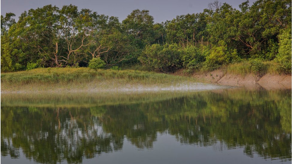 সুন্দরবনে অভয়ারণ্য তৈরি করা হয়েছে সুন্দরবনে অভয়ারণ্য তৈরি করা হয়েছে