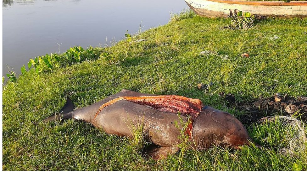 হালদাতে কারেন্ট জালে ধরা পড়ে ডলফিন হালদাতে কারেন্ট জালে ধরা পড়ে ডলফিন