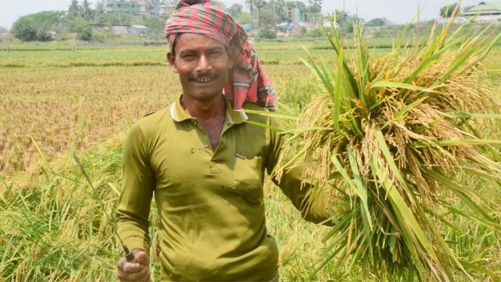 বাংলাদেশে এখনো চাষাবাদে বেশিরভাগ কৃষক স্থানীয় রীতি ও জ্ঞানের ওপর নির্ভর করেন
