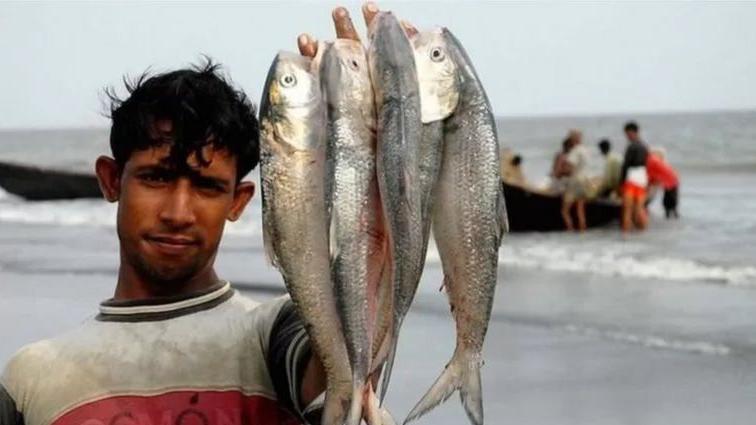 ইলিশ মাছ। ইলিশ মাছ।