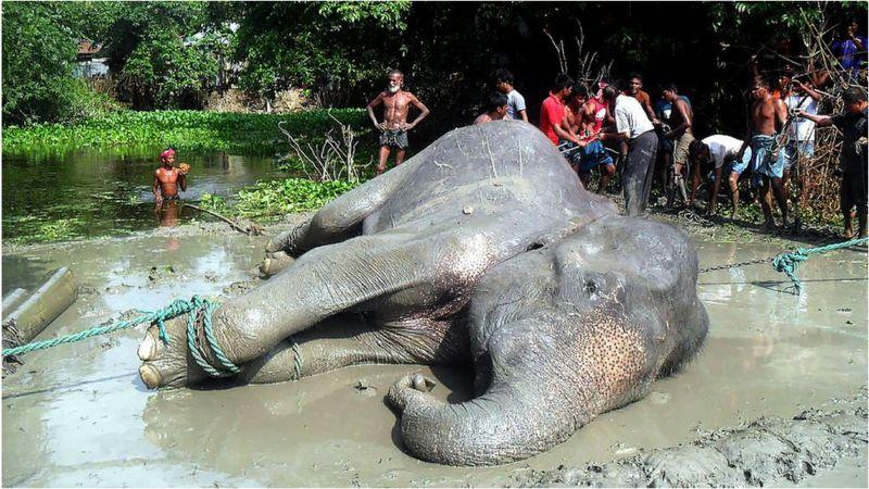 মানুষের আক্রমণে হাতির মৃত্যু।