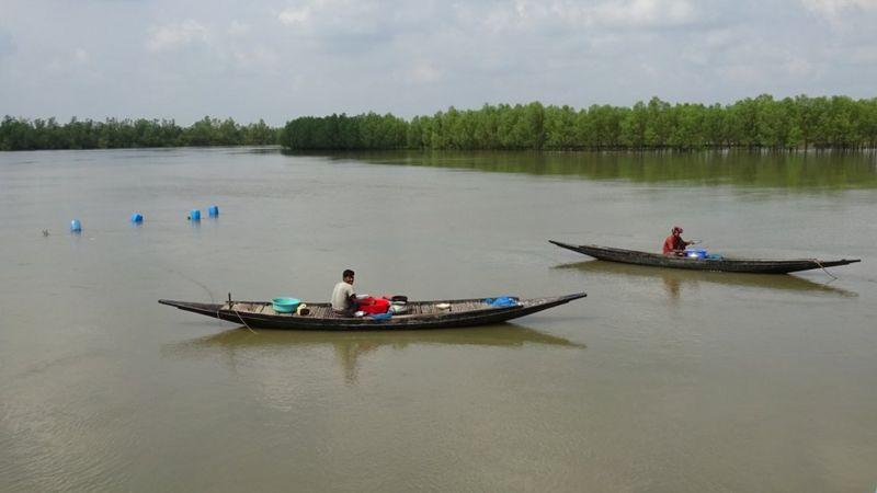 সুন্দরবনের নদীতে জাল ফেলে মাছ ধরছে জেলে।