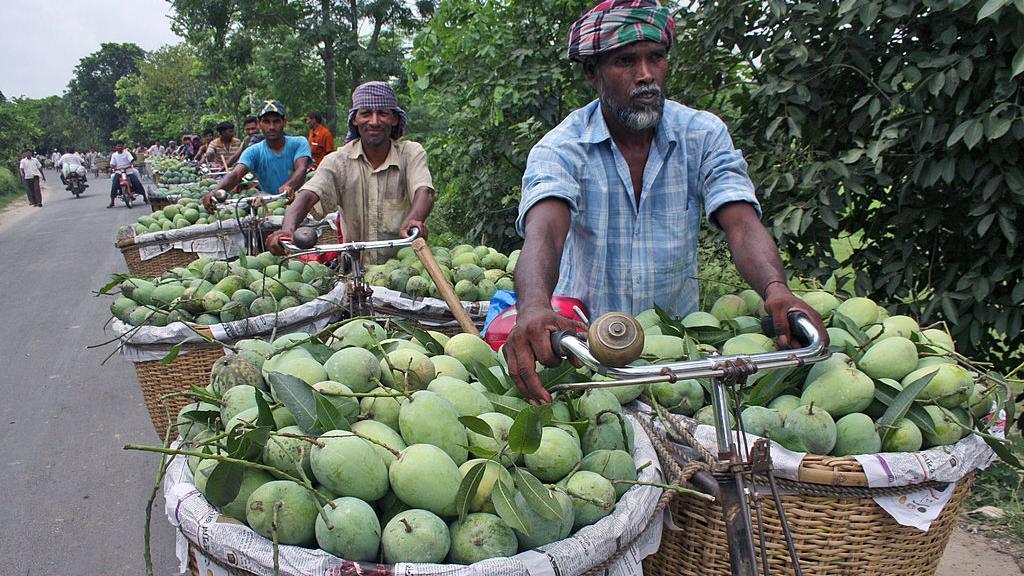 বাগান থেকে আম পেড়ে বাজারে নিয়ে যাচ্ছেন চাষীরা